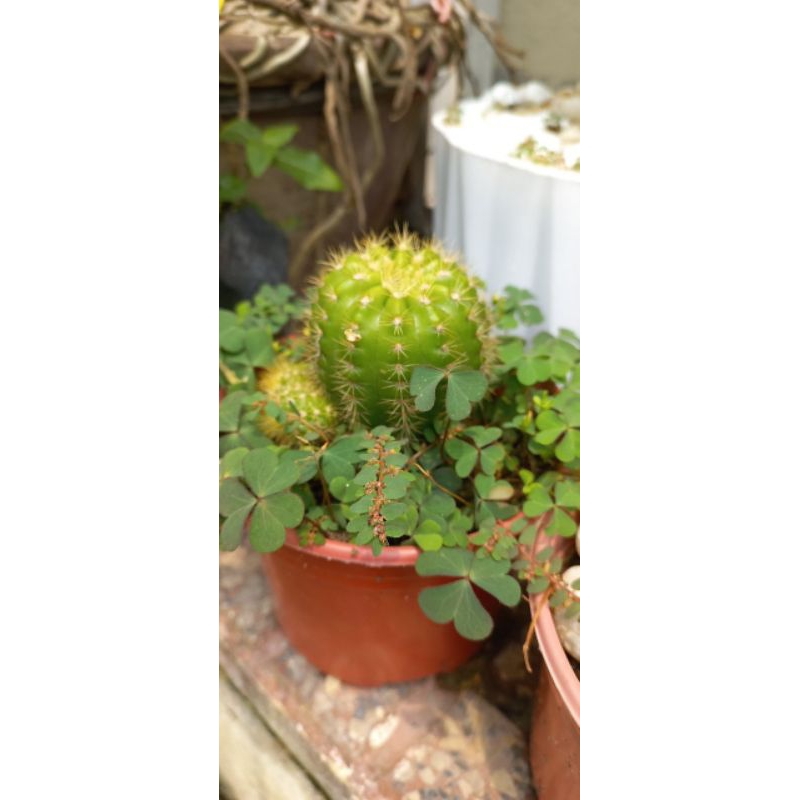 Cây xương rồng bí xanh