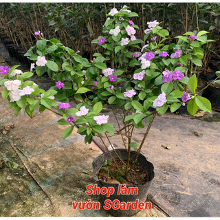 Cây hoa nhài nhật loại hoa đẹp, lạ, thơm rất được ưa chuộng. Cây cao 50-60cm