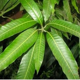 1kg lá xoài ( đọt xoài)