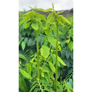 1 Lạng hạt giống rau ngót
