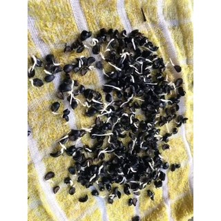 1 Lạng hạt giống rau ngót