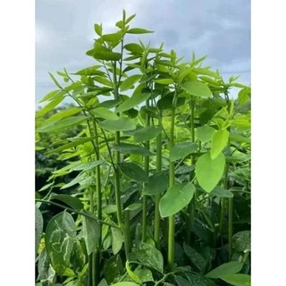 1 Lạng hạt giống rau ngót