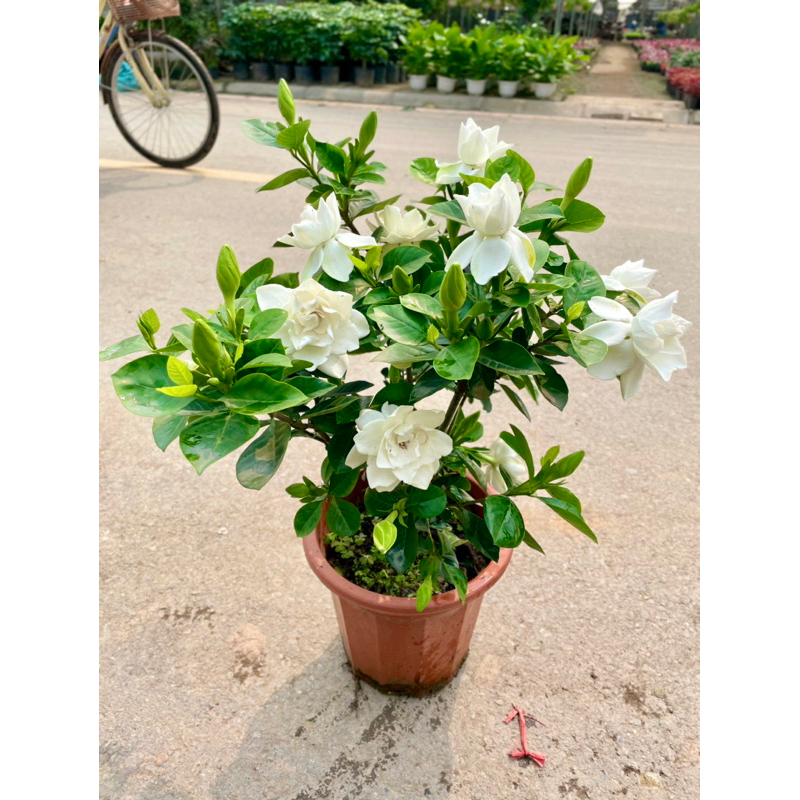 Cây hoa bạch thiên hương (hoa dành dành), Cao 35cm nhiều nhánh sum suê