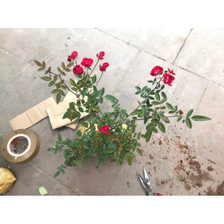 Combo 3 cây hồng trứng màu đỏ 35-45cm
