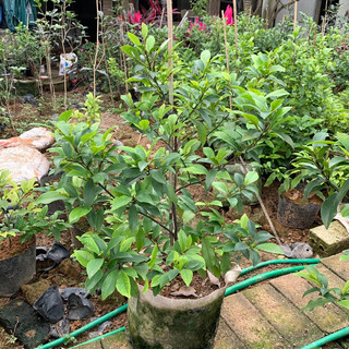 Cây hoa lan tiêu cây cao cành tán xum xuê như hình