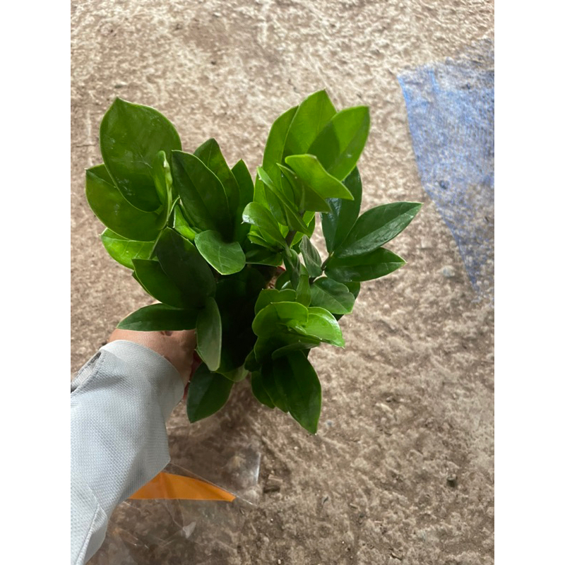 Chậu kim tiền nhỏ để bàn cao 25-35cm