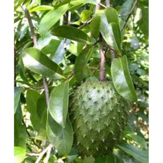 Cây mãng cầu gai sắp trái.