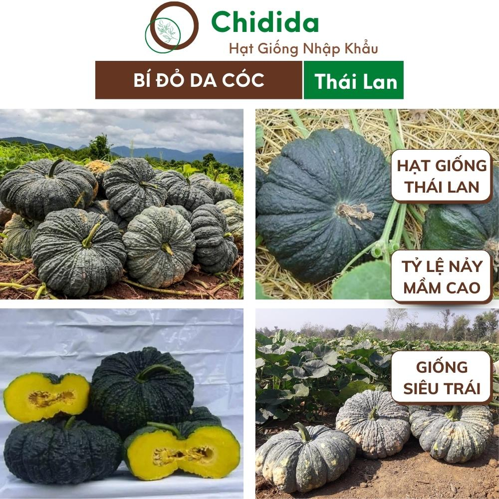 Hạt giống bí đỏ Chidida giống bí ngô da cóc Thái Lan dễ trồng năng suất cao gói 5gr