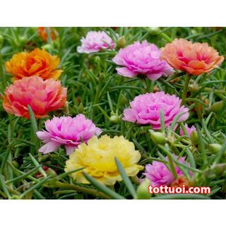 Cây hoa mười giờ nhiều màu