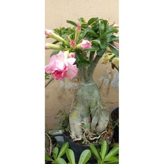 Gốc hoa sứ thái đủ màu