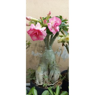 Gốc hoa sứ thái đủ màu