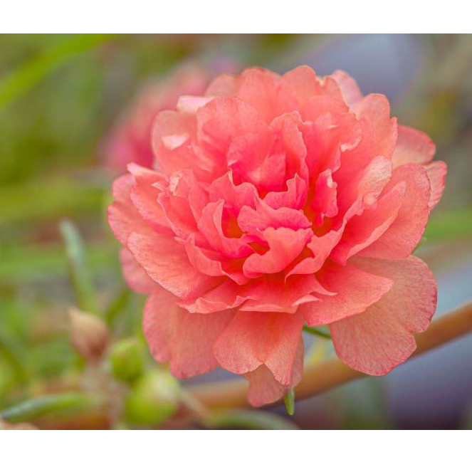 Cây hoa mười giờ nhiều màu
