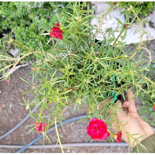 Cây hoa mười giờ nhiều màu