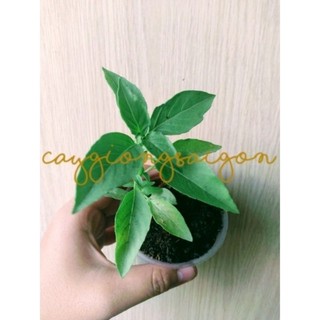 Cây lá é trắng thơm sả Rau gia vị