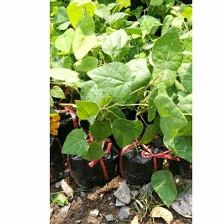 BẤU ĐẤT 5 CÂY SÂM LÔNG