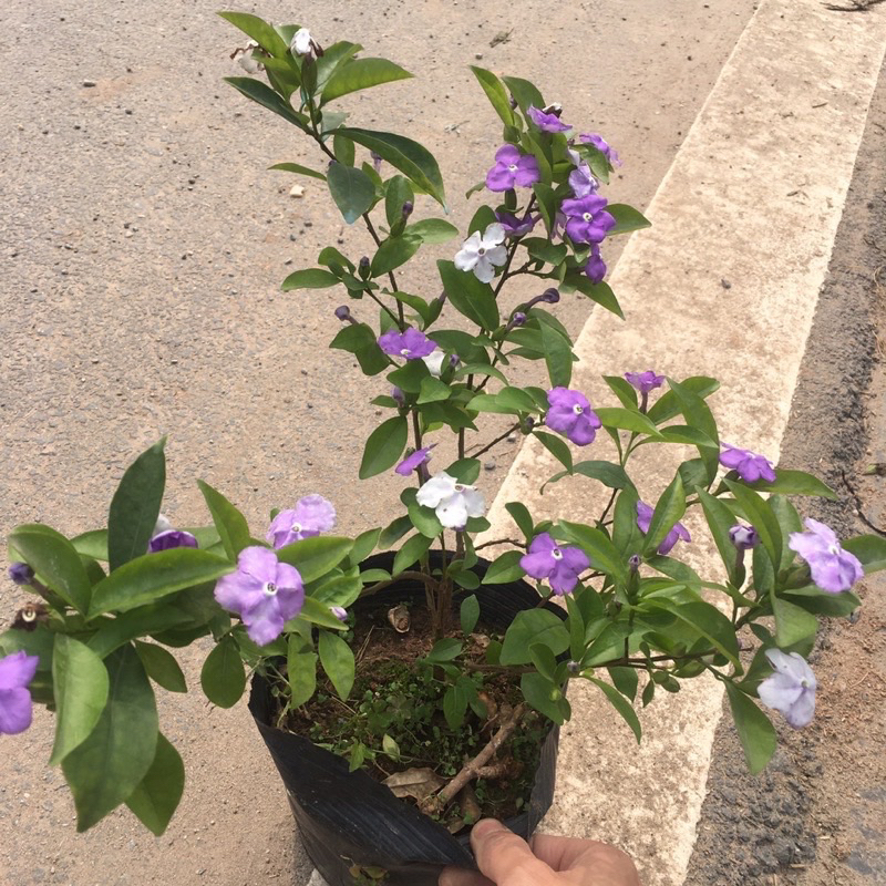 combo 5 cây nhài nhật cao 35-45cm