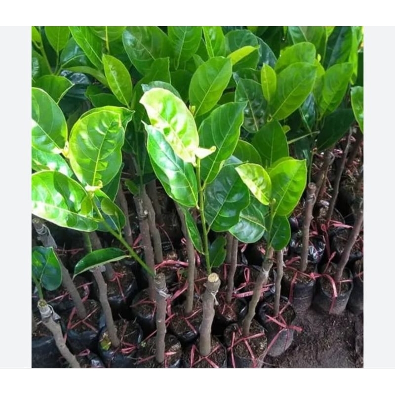 Combo 5 cây mít thái siêu sớm