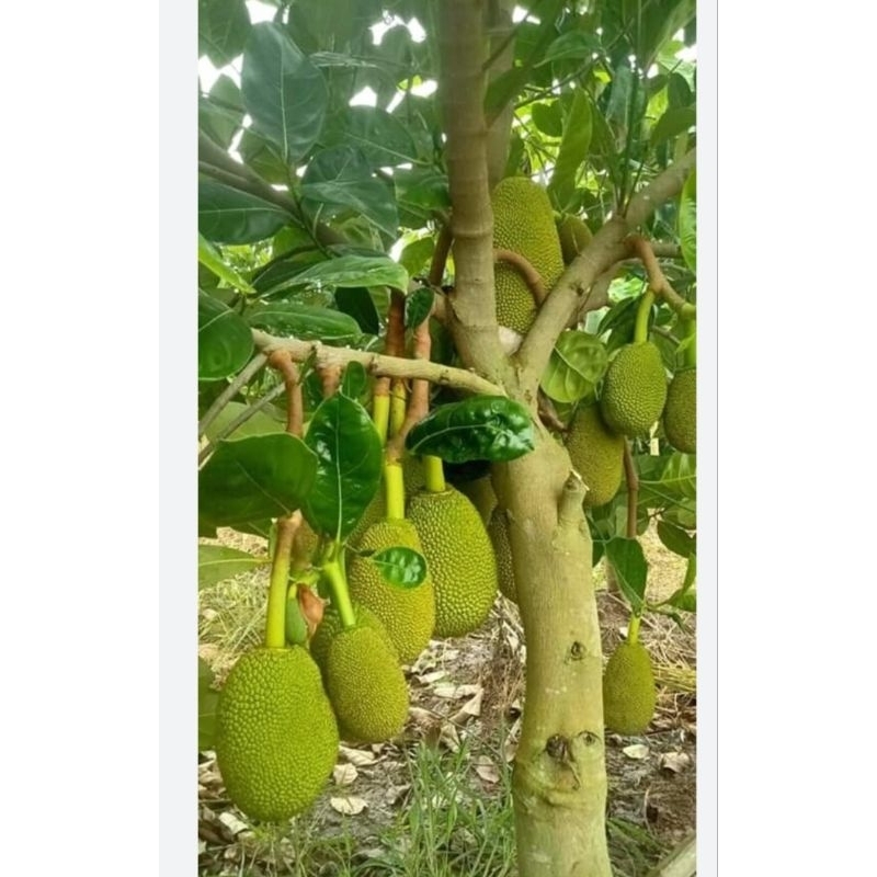 Combo 5 cây mít thái siêu sớm