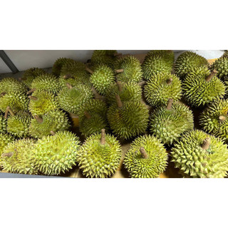 Cây giống sầu riêng ri6 mini (Trồng chậu được)