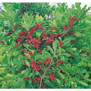 Cây giống thần kỳ