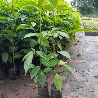 Cây giống Kèn hồng