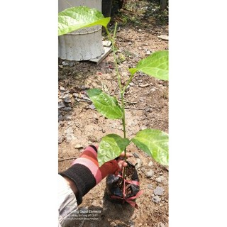5 BẦU ĐẤT CHANH DÂY TÍM TỨ QUÝ
