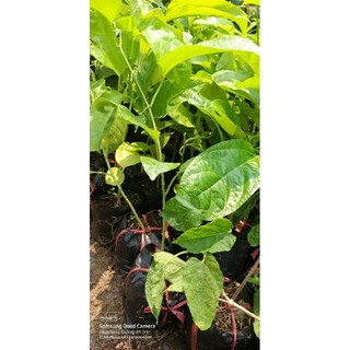 5 BẦU ĐẤT CHANH DÂY TÍM TỨ QUÝ