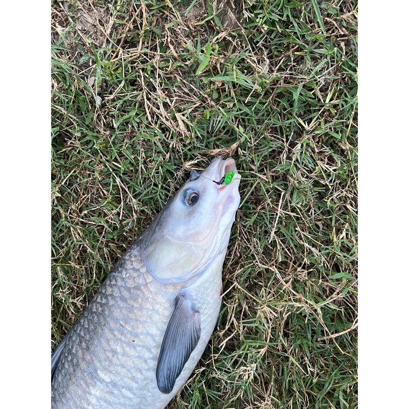 Hạt xả Trắm Chép BNT