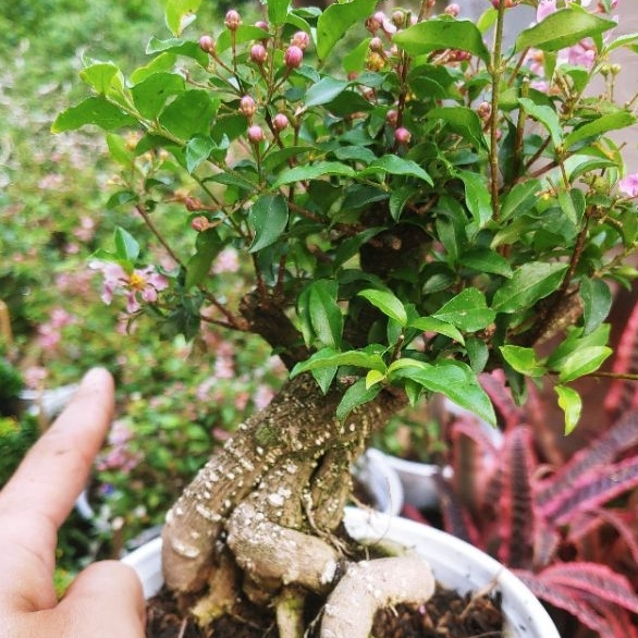 Hồng ngọc mai bonsai dáng đẹp SIÊU BÔNG