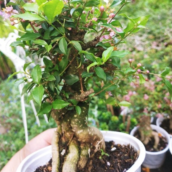 Hồng ngọc mai bonsai dáng đẹp SIÊU BÔNG