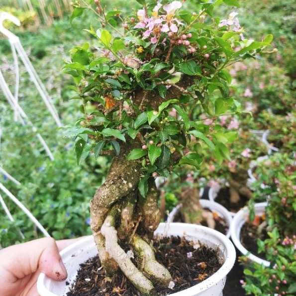 Hồng ngọc mai bonsai dáng đẹp SIÊU BÔNG