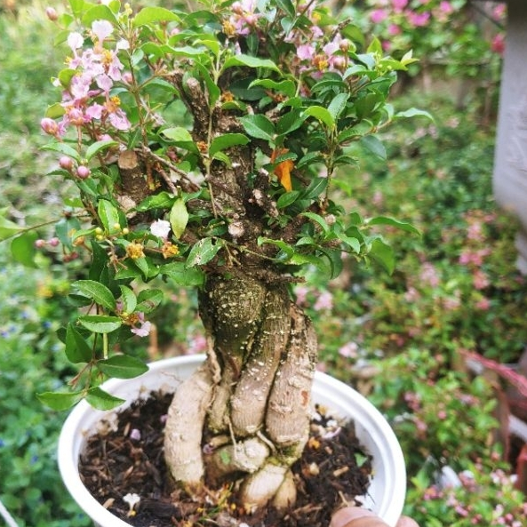 Hồng ngọc mai bonsai dáng đẹp SIÊU BÔNG
