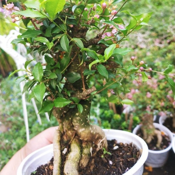 Hồng ngọc mai bonsai dáng đẹp SIÊU BÔNG