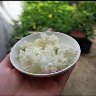 Cây hoa lài ta cánh kép,hoa ướp trà.