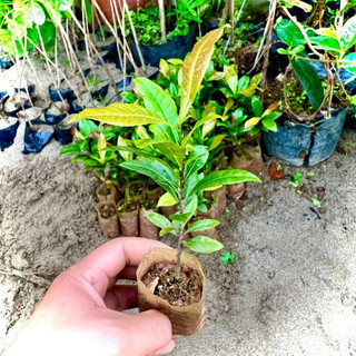 cây giống mai tứ quý 20-30cm