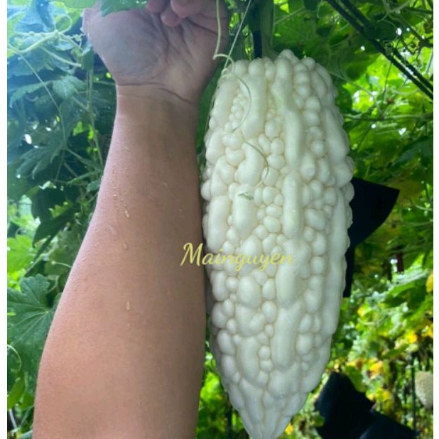 Hạt giống mướp đắng trắng khổng lồ Moon