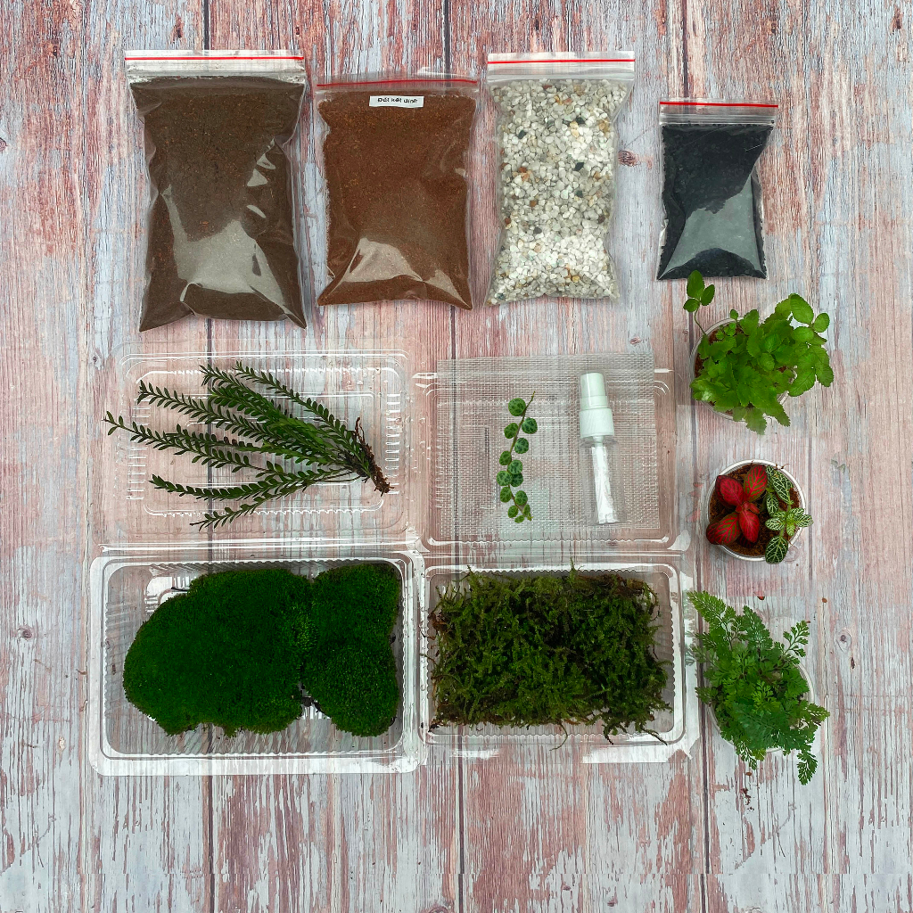 Combo Terrarium dễ làm, Set Terarium tự làm tại nhà, Combo tiểu cảnh mini để bàn (12 Sản Phẩm)