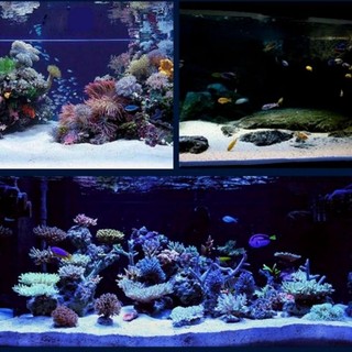 Cát trắng trang trí hồ cá thủy sinh