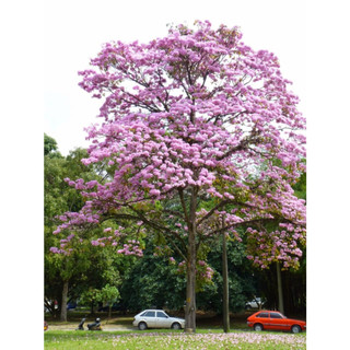 Cây giống Kèn hồng