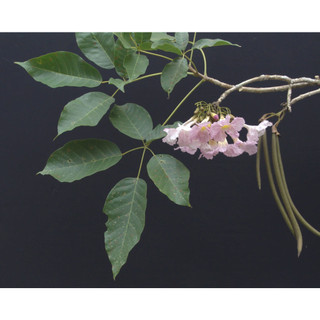 Cây giống Kèn hồng