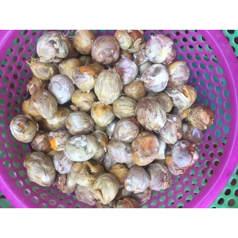 Trứng gà tắc cho cún