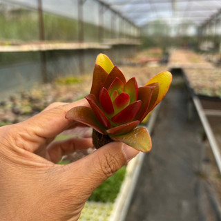 Cây sen đá tứ phương crassula campfire size mini 2-2,5cm, cây cảnh trang trí nhà cửa thuanphat garden
