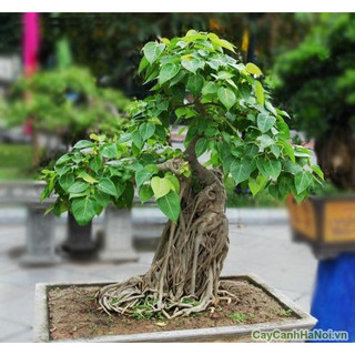 Hạt giống cây bồ đề ấn độ -