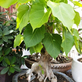 Hạt Giống Cây Bồ Đề Ấn Độ( Bồ Đề Bonsai - Gói 1Gram) -[Cây phong thuỷ - Dễ trồng]