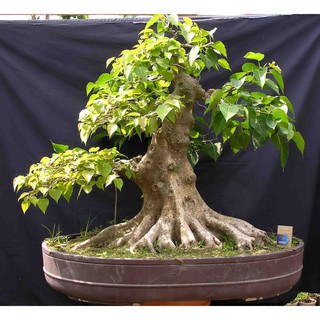 Hạt Giống Cây Bồ Đề Ấn Độ( Bồ Đề Bonsai - Gói 1Gram) -[Cây phong thuỷ - Dễ trồng]