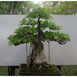 Hạt Giống Cây Bồ Đề Ấn Độ( Bồ Đề Bonsai - Gói 1Gram) -[Cây phong thuỷ - Dễ trồng]