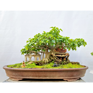 Hạt Giống Cây Bồ Đề Ấn Độ( Bồ Đề Bonsai - Gói 1Gram) -[Cây phong thuỷ - Dễ trồng]