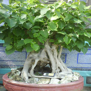 Hạt Giống Cây Bồ Đề Ấn Độ( Bồ Đề Bonsai - Gói 1Gram) -[Cây phong thuỷ - Dễ trồng]