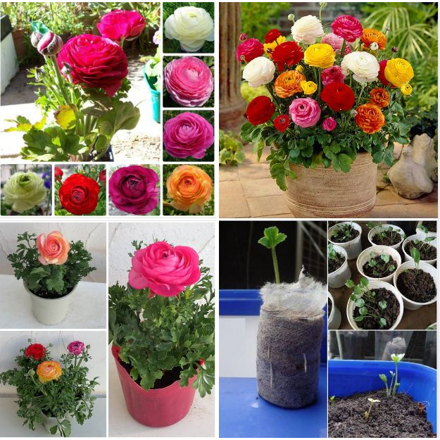 5 Củ Hoa Hồng Mao Lương Nhiều Màu ( Hoa to đẹp, Hương thơm nhẹ - Dễ trồng, Lâu phai)