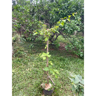 Hoa giấy tím huế (cây tán cao 60-1m)